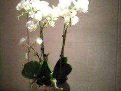 店内布置-荣府宴(南阳路店)