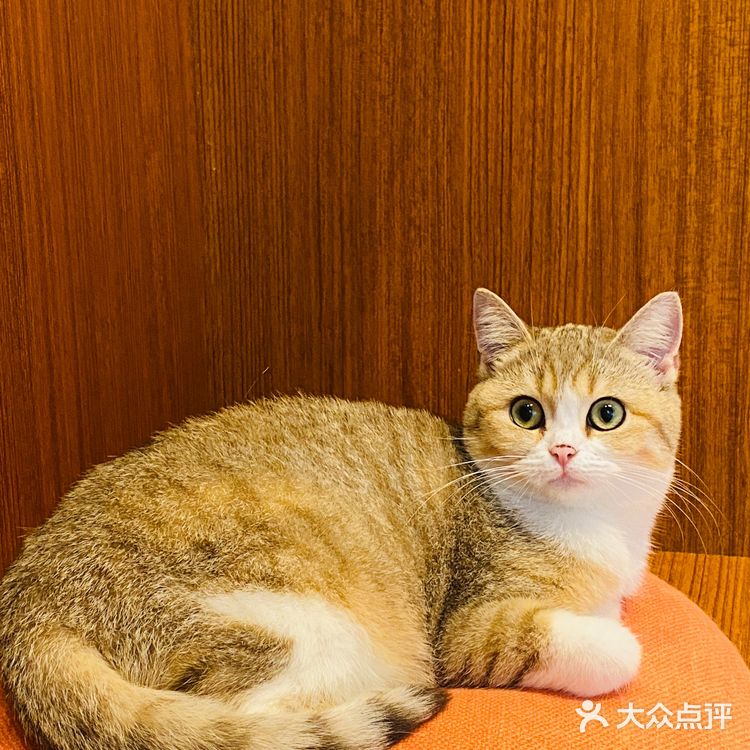上海撸猫|这家猫咖也太解压了
