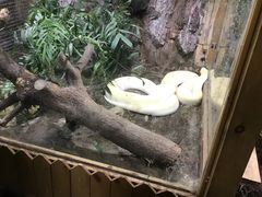 -上海大自然野生昆虫馆(东方明珠·爬宠昆虫探索中心)
