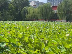 -莲湖公园