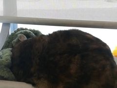 -关爱宠物医院·猫科中心·消化科(滨湖万达分院)