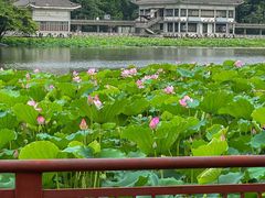 -荔湾湖公园