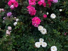 -人民公园(罗湖区)