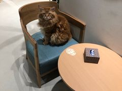 用餐区-藏猫猫咖啡主题馆(中央大道店)