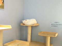 -喵的天空名猫咖啡馆·撸猫·猫舍·用品