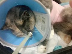 -佳怡动物医院·平价24小时·猫专科骨外科