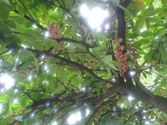 洋蒲桃-东莞市可园博物馆