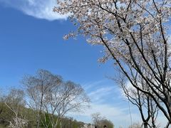 -羊山湖公园