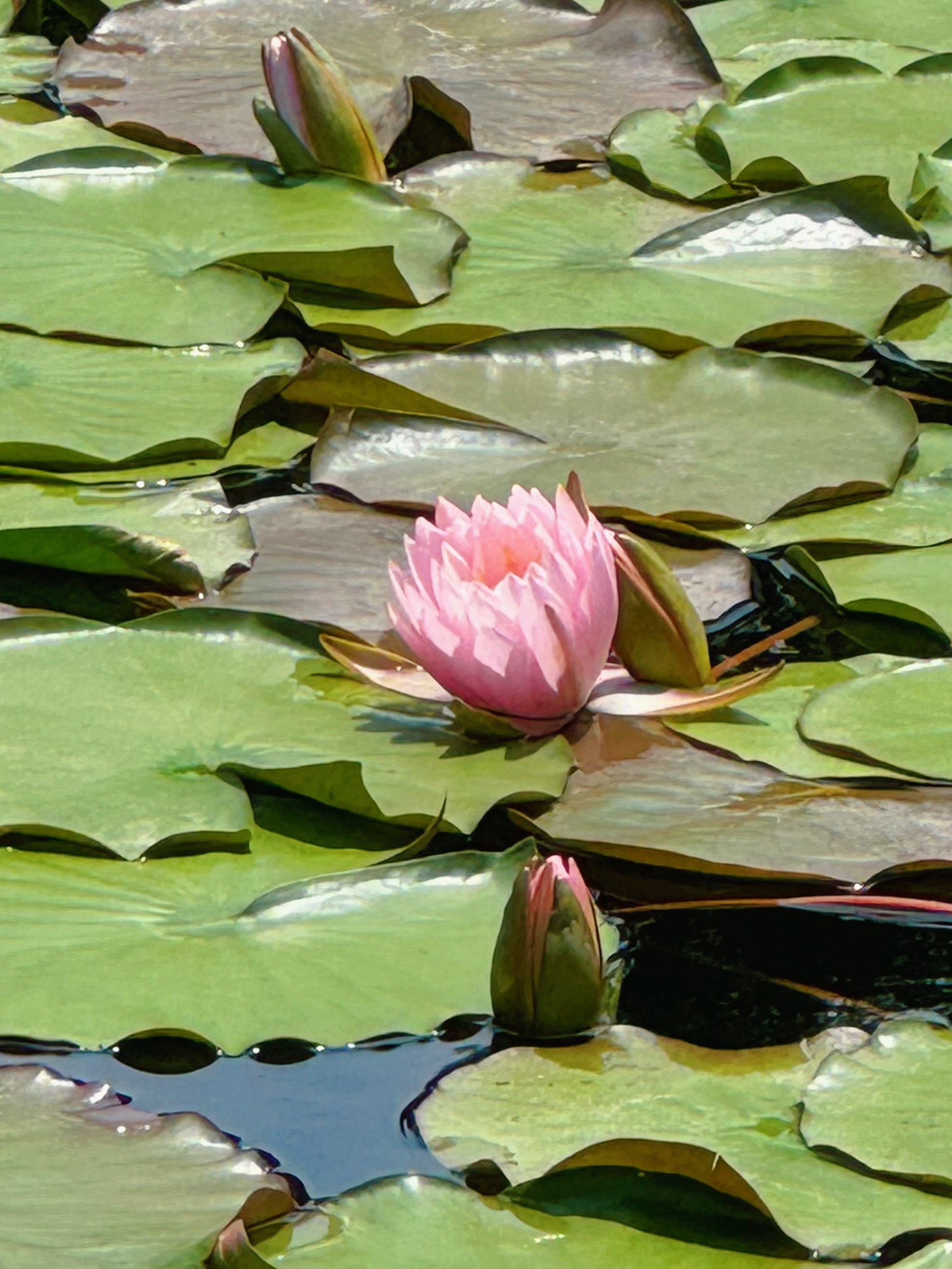 南京玩乐|免费公园|洛桑睡莲
