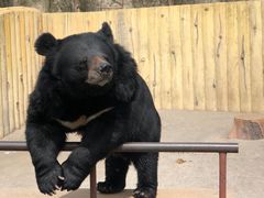 -东方熊牧场