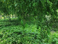 -长春公园(普阳街道)