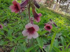 -大兴滨河森林公园