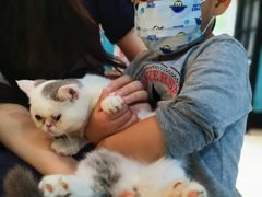 -猫色咖啡·猫咖