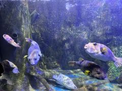 -太平洋海底世界