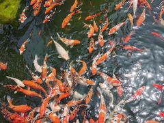 -泰山天颐湖旅游度假区