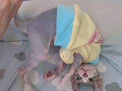 -纳吉亚猫专科动物诊疗中心(蒋宅口分院)