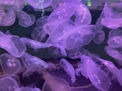 -石家庄海洋公园
