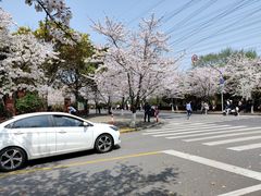 -高东镇樱花园