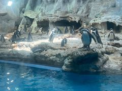 -帝企鹅自助餐厅•儿童岛•真企鹅(长隆企鹅酒店)