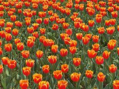 -玄武湖景区-情侣园游乐场