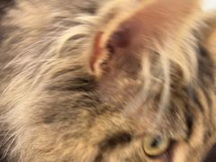 -佳雯宠物医院(四明中路分院)