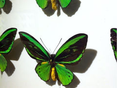 iphone_upload_pic-上海大自然野生昆虫馆