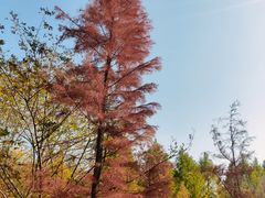 -昆山城市生态森林公园