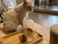 -猫腻·猫咖·撸猫馆(星光大道店)