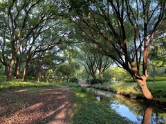 -上海共青森林公园