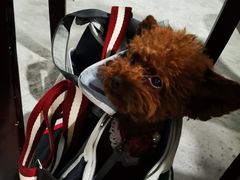 -Husky Go! 哈士奇体验馆·宠物咖啡厅狗咖