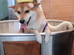 -PETKIT小佩宠物(古北店)