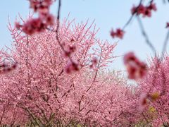 -白塘生态植物园