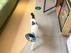 -御宝贝·A梦猫科宠物医院(国际猫友好医院)