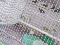 -苏州艺都古玩花鸟市场