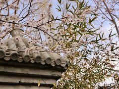 -桃花堤公园