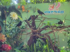 -广州长隆飞鸟乐园