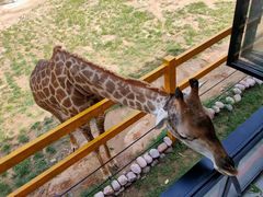 -西霞口神雕山野生动物世界
