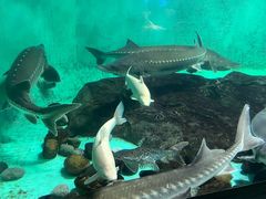 -太平洋海底世界