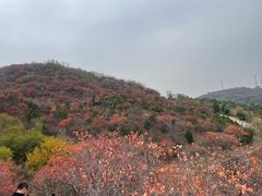 -北京西山国家森林公园