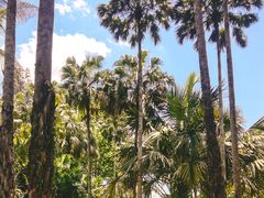 -中国科学院西双版纳热带植物园