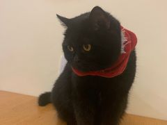 -滚猫咖啡·猫咖·猫友好撸猫(未来城店)