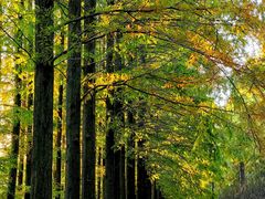 -黄海国家森林公园