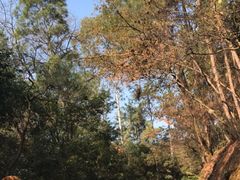 -三门江国家森林公园