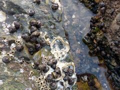 -小黑石海滨浴场·停车场