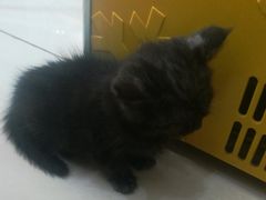 -鼓捣猫呢主题猫咖店