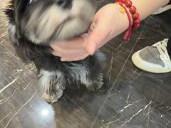 -宠颐生斯嘉宠物医院·急重症·心内科(谷阳北路分院)