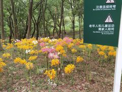 -南京老山国家森林公园