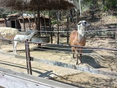 -沈阳森林动物园