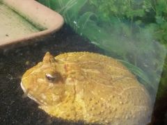 -上海大自然野生昆虫馆(东方明珠·爬宠昆虫探索中心)