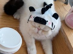 -猫小院猫主题咖啡厅(北锣店)